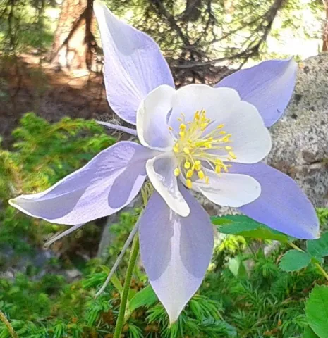 Mountain Meadow Massage
