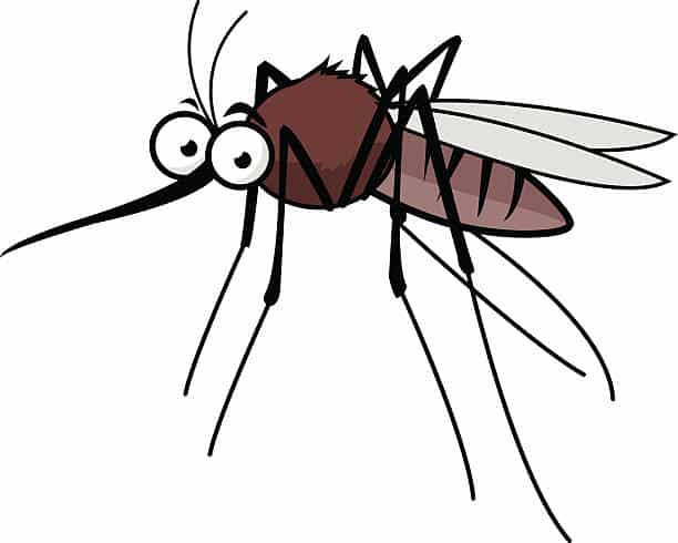 Mosquito Awareness (by Emily Anderson, CCPH)